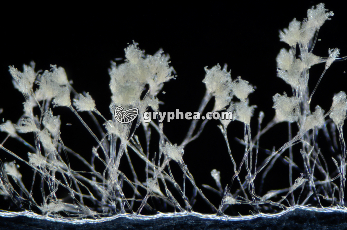 Penicillium - Conidiophores x25 - gryphea.org